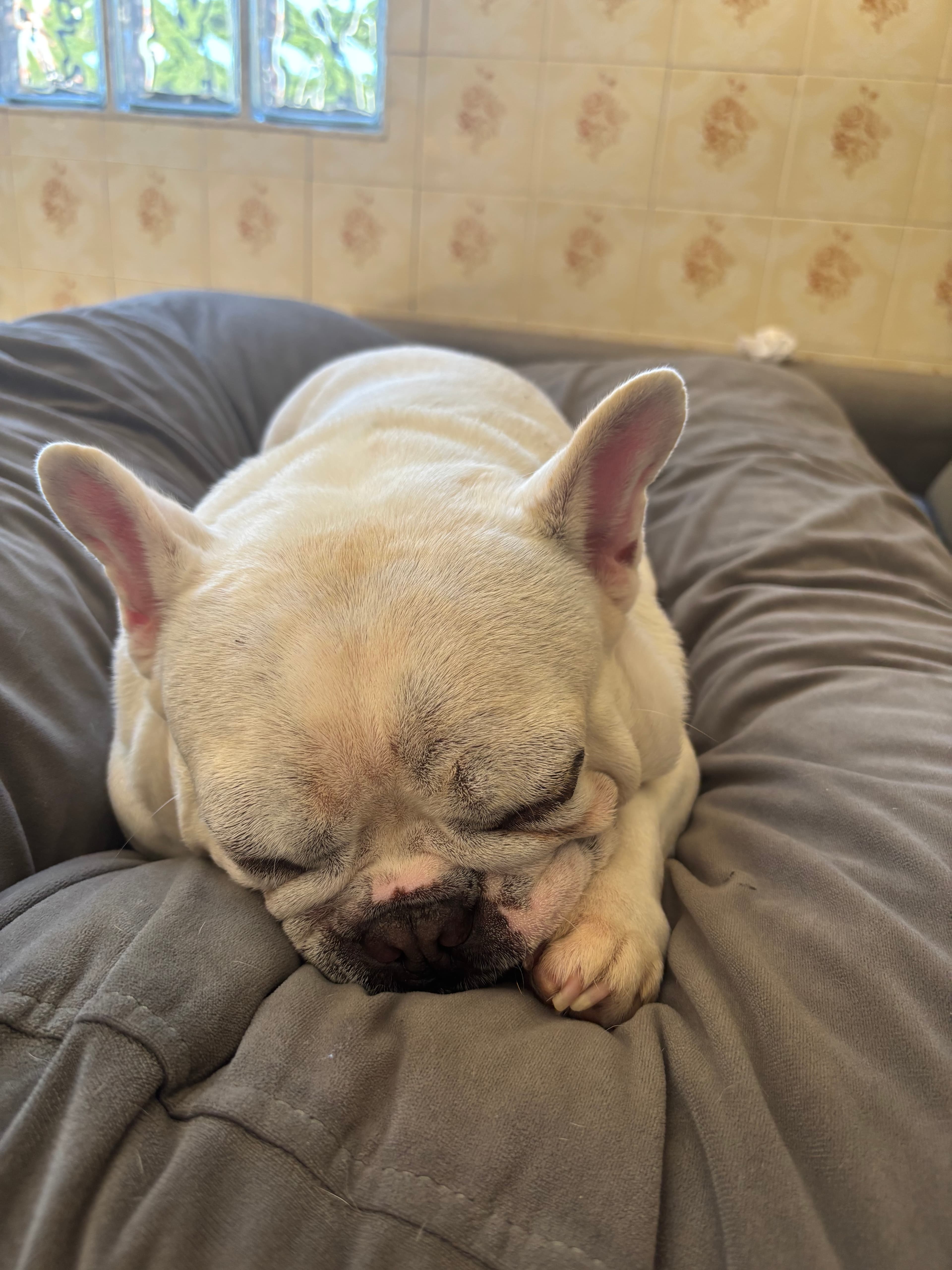 Lolô dormindinho